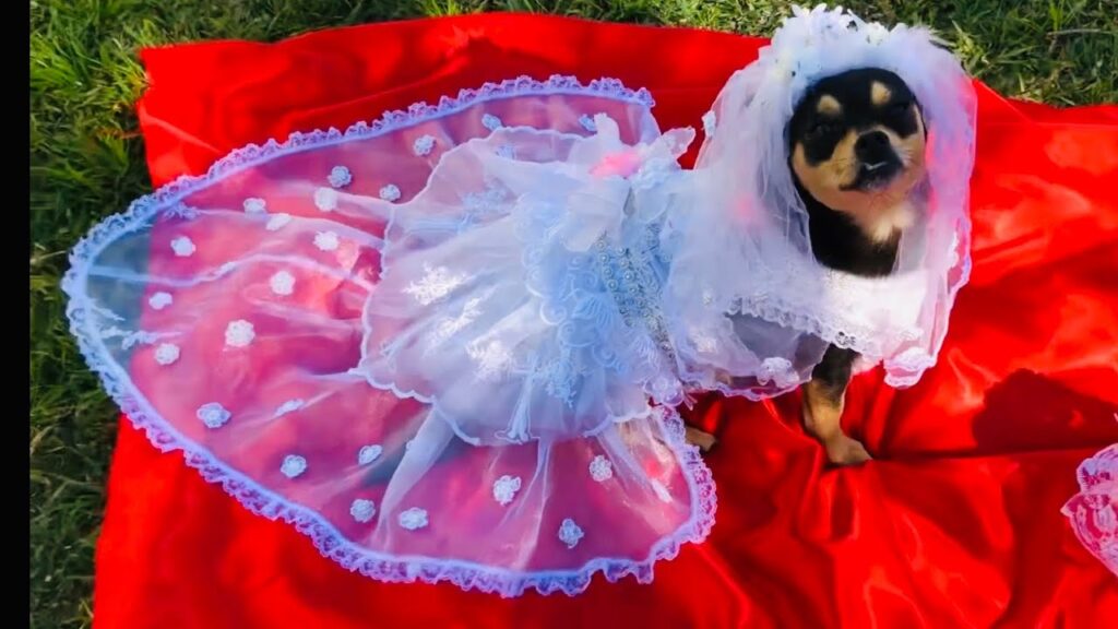 ❤️DIY puppy Wedding dress 강아지 웨딩 드레스 만들기