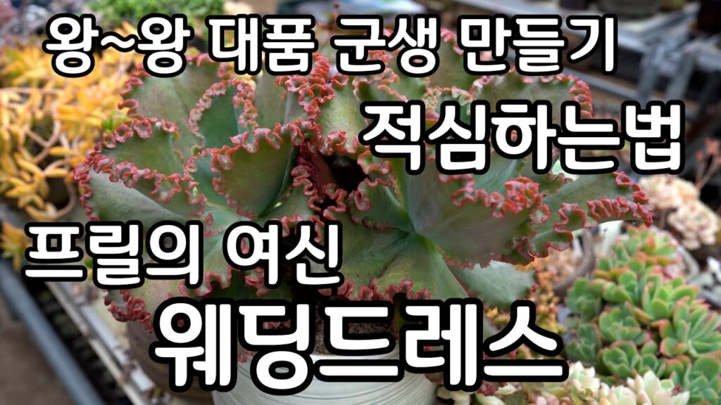 프릴 다육이 왕대품 군생 만들기 적심하는 방법 웨딩드레스